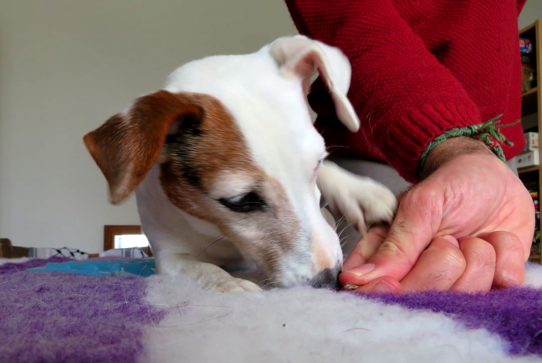 programme-animaux-seance-patte-blanche-bienveillance-mediation-animale-noemie-duchamp-tours-region-centre-indre-loire-cher-zootherapie-animaux-chien-lapin-hamster-bien-etre-therapie