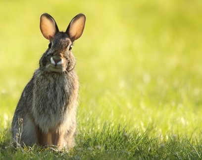 accueil-mediation-patte-blanche-bienveillance-mediation-animale-noemie-duchamp-tours-region-centre-indre-loire-cher-zootherapie-animaux-chien-lapin-hamster-bien-etre-therapie