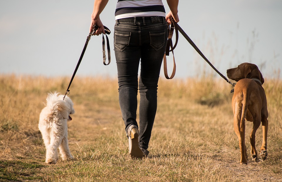 activités-promenade-patte-blanche-bienveillance-mediation-animale-noemie-duchamp-tours-region-centre-indre-loire-cher-zootherapie-animaux-chien-lapin-hamster-bien-etre-therapie