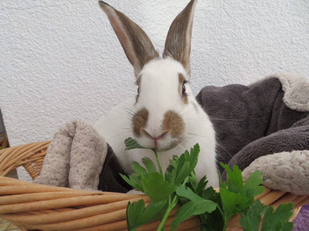seance-animation-photo-4-patte-blanche-bienveillance-mediation-animale-noemie-duchamp-tours-region-centre-indre-loire-cher-zootherapie-animaux-chien-lapin-hamster-bien-etre-therapie