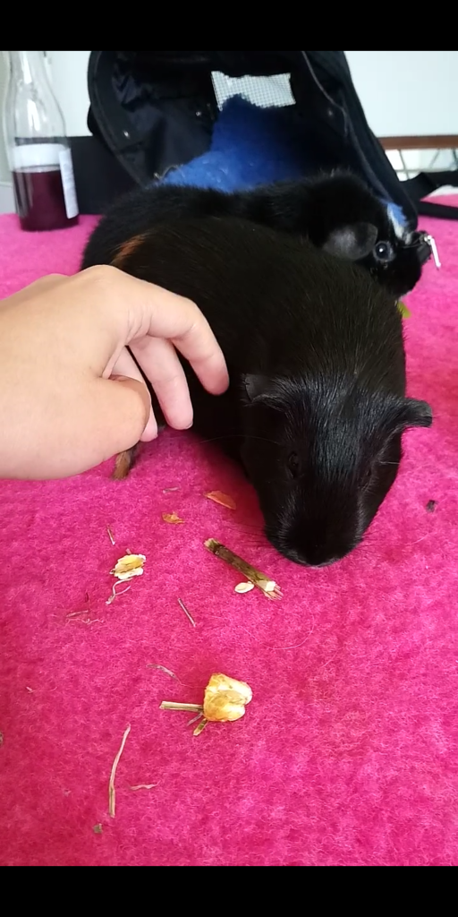 seance-decouverte-photo-4-patte-blanche-bienveillance-mediation-animale-noemie-duchamp-tours-region-centre-indre-loire-cher-zootherapie-animaux-chien-lapin-hamster-bien-etre-therapie