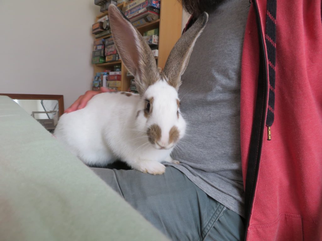 seance-programme-photo-4-patte-blanche-bienveillance-mediation-animale-noemie-duchamp-tours-region-centre-indre-loire-cher-zootherapie-animaux-chien-lapin-hamster-bien-etre-therapie