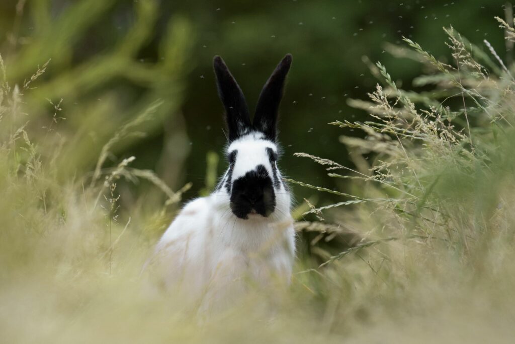 Soka-lapin-mediateur