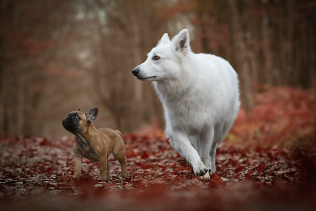 balade-pet-sitting-promenade-photo-4-patte-blanche-bienveillance-mediation-animale-noemie-duchamp-tours-region-centre-indre-loire-cher-zootherapie-animaux-chien-lapin-hamster-bien-etre-therapie
