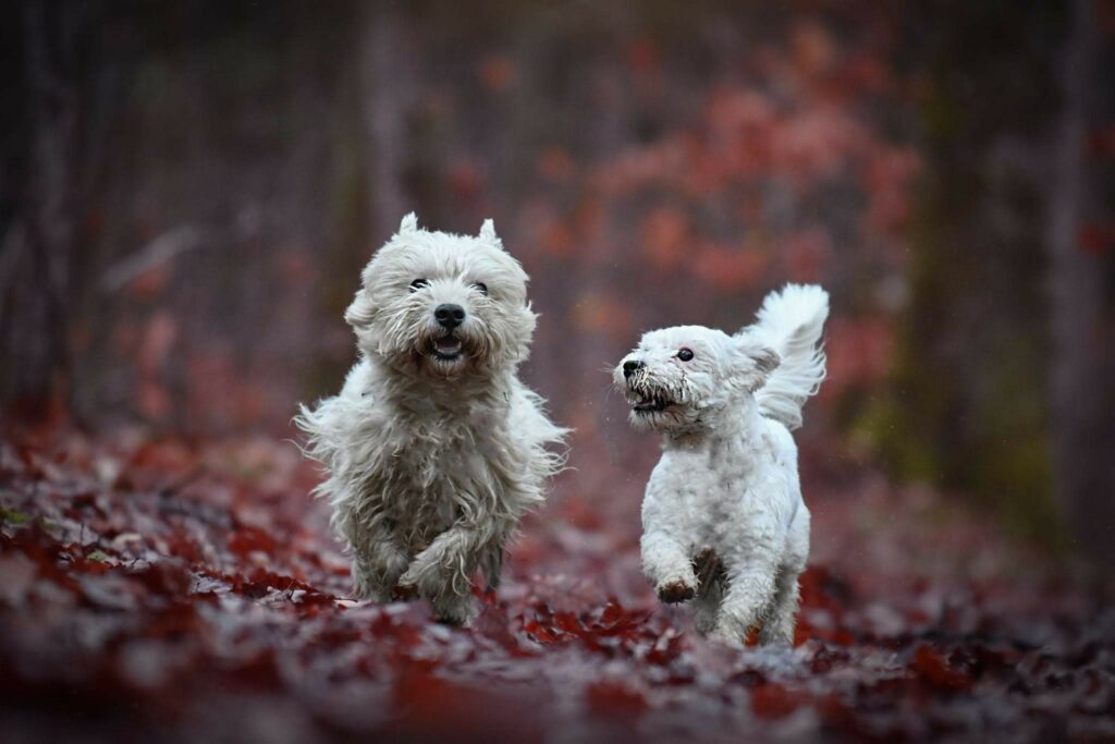 balade-pet-sitting-promenade-photo-4-patte-blanche-bienveillance-mediation-animale-noemie-duchamp-tours-region-centre-indre-loire-cher-zootherapie-animaux-chien-lapin-hamster-bien-etre-therapie