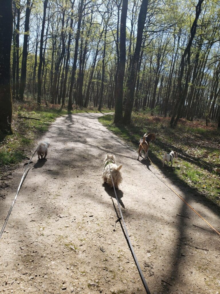 balade-pet-sitting-promenade-photo-4-patte-blanche-bienveillance-mediation-animale-noemie-duchamp-tours-region-centre-indre-loire-cher-zootherapie-animaux-chien-lapin-hamster-bien-etre-therapie