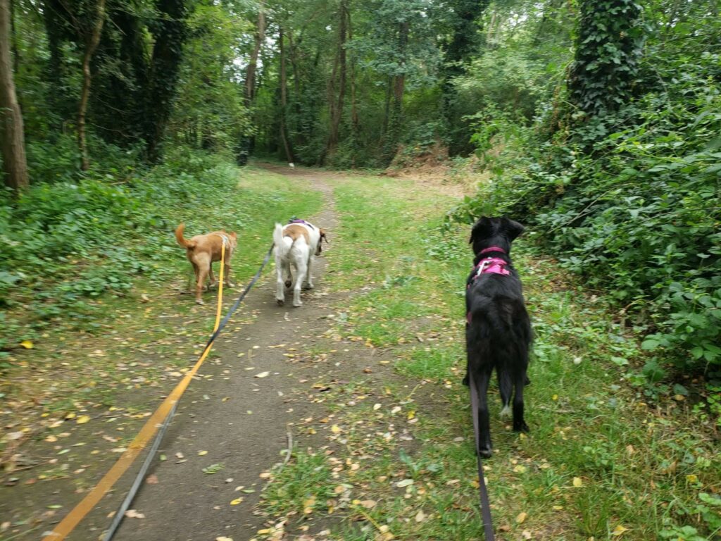 balade-pet-sitting-promenade-photo-4-patte-blanche-bienveillance-mediation-animale-noemie-duchamp-tours-region-centre-indre-loire-cher-zootherapie-animaux-chien-lapin-hamster-bien-etre-therapie