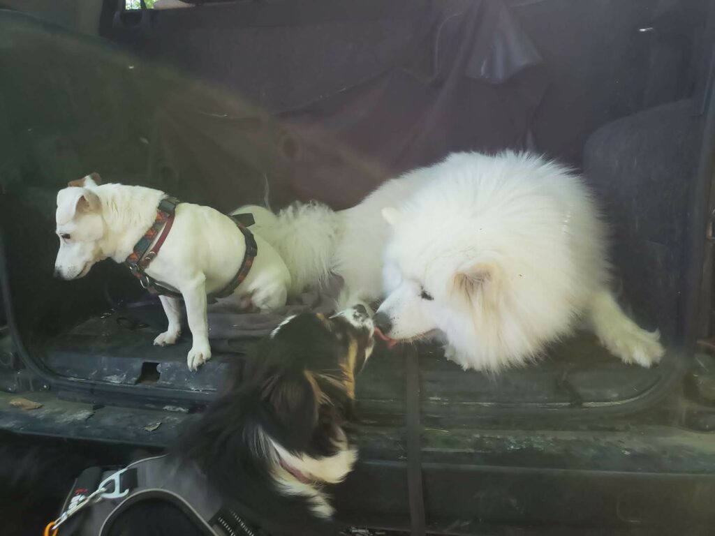 balade-pet-sitting-promenade-photo-4-patte-blanche-bienveillance-mediation-animale-noemie-duchamp-tours-region-centre-indre-loire-cher-zootherapie-animaux-chien-lapin-hamster-bien-etre-therapie