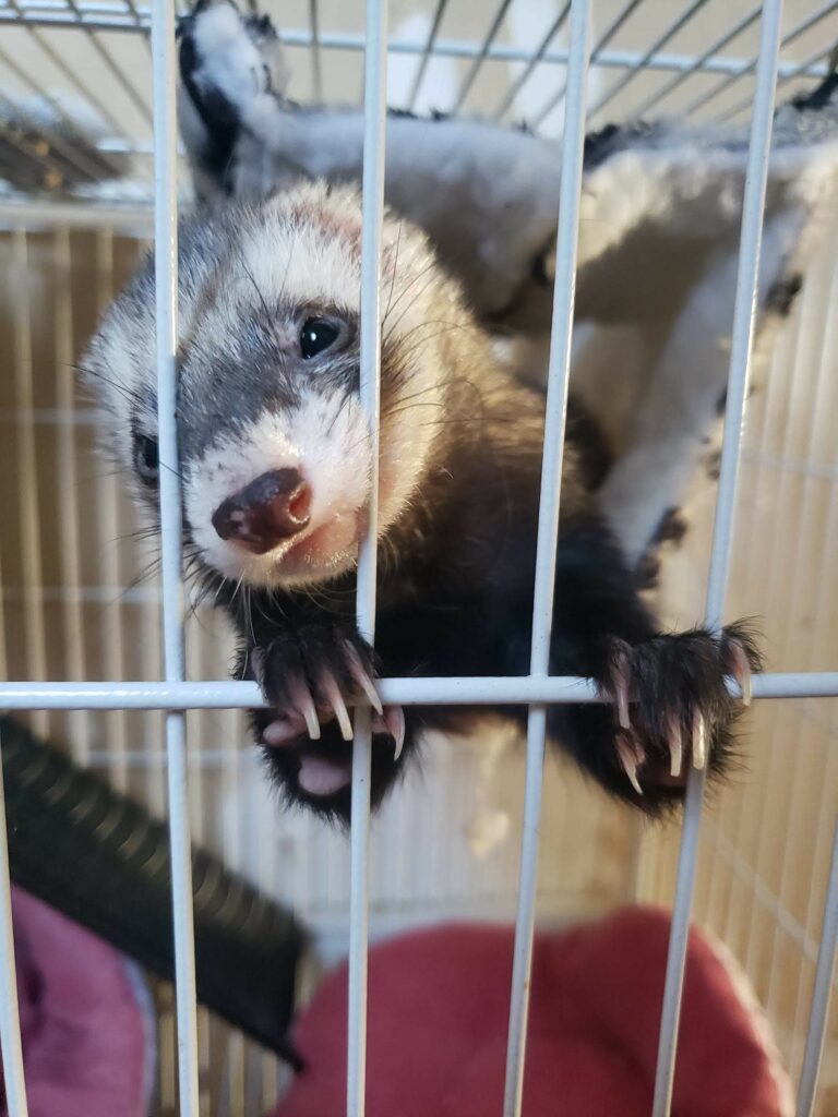 visite-domicile-photo-4-patte-blanche-bienveillance-mediation-animale-noemie-duchamp-tours-region-centre-indre-loire-cher-zootherapie-animaux-chien-lapin-hamster-bien-etre-therapie