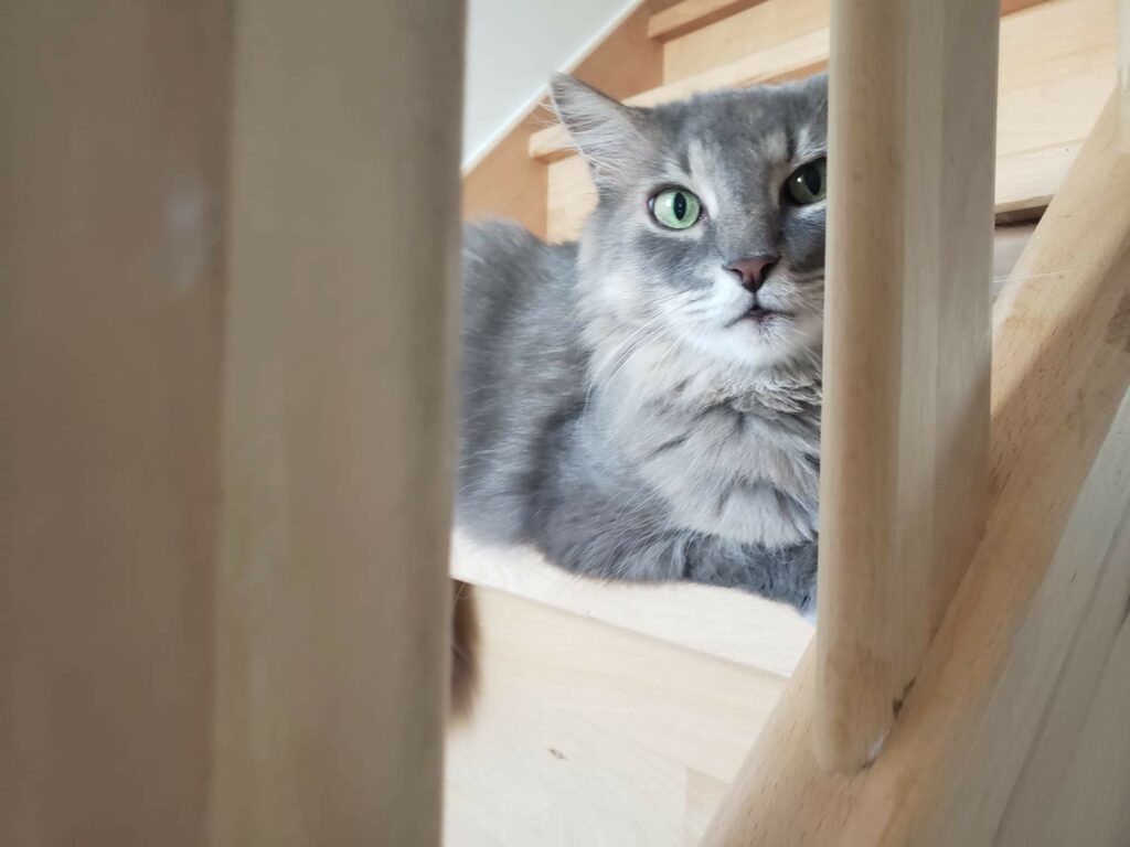 visite-domicile-photo-4-patte-blanche-bienveillance-mediation-animale-noemie-duchamp-tours-region-centre-indre-loire-cher-zootherapie-animaux-chien-lapin-hamster-bien-etre-therapie