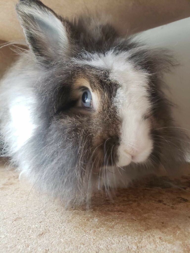visite-domicile-photo-4-patte-blanche-bienveillance-mediation-animale-noemie-duchamp-tours-region-centre-indre-loire-cher-zootherapie-animaux-chien-lapin-hamster-bien-etre-therapie